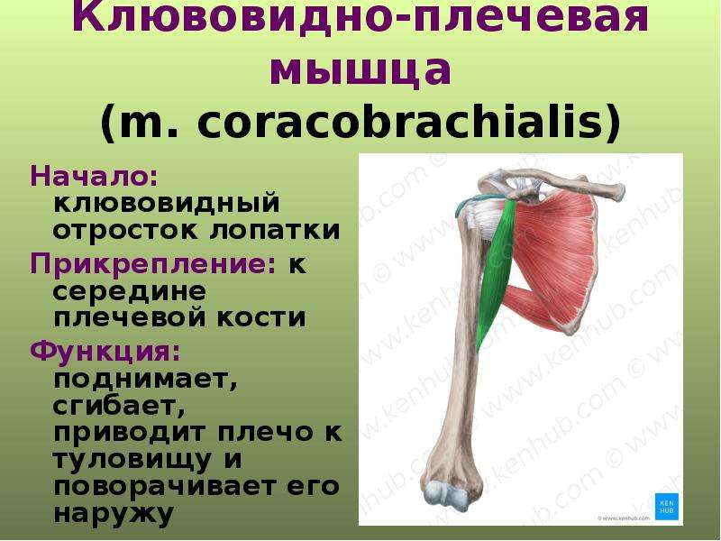 Клювовидно плечевая