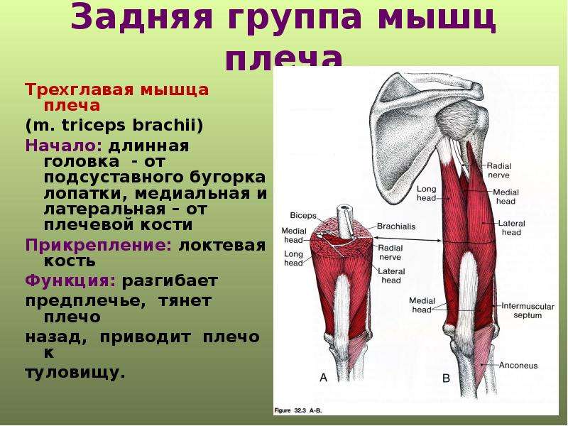 Начало и прикрепление мышц. Функция Трёхглавая мышца плеча мышцы. Трехглавая мышца плеча начало и прикрепление. Трехглавая мышца плеча начало прикрепление функции. Задняя группа плеча.