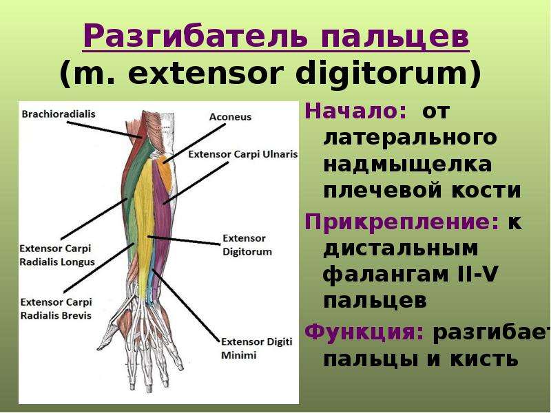 Разгибатели кисти. Разгибатели кисти и пальцев мышца функции. Разгибатель пальцев анатомия.