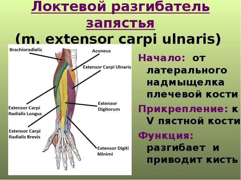 Локтевой сгибатель запястья. Локтевой сгибатель запястья m. Flexor Carpi ulnaris. Короткий лучевой разгибатель запястья.