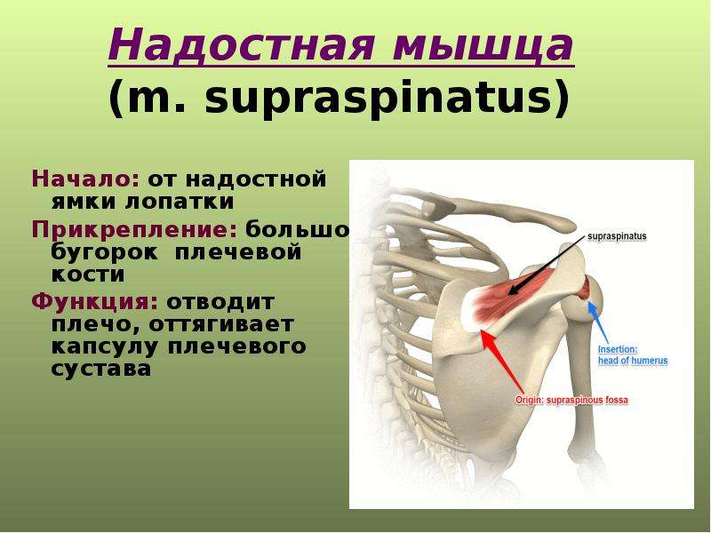 Надостная мышца