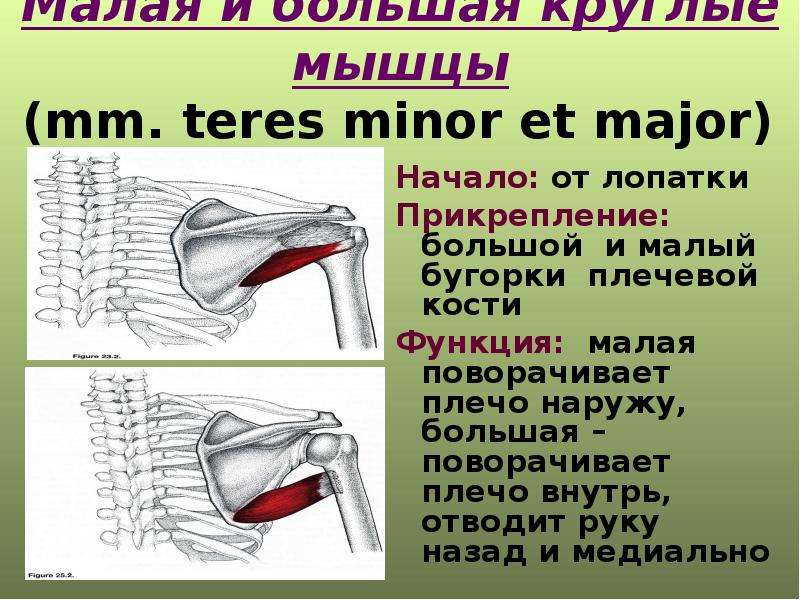 Большая круглая мышца