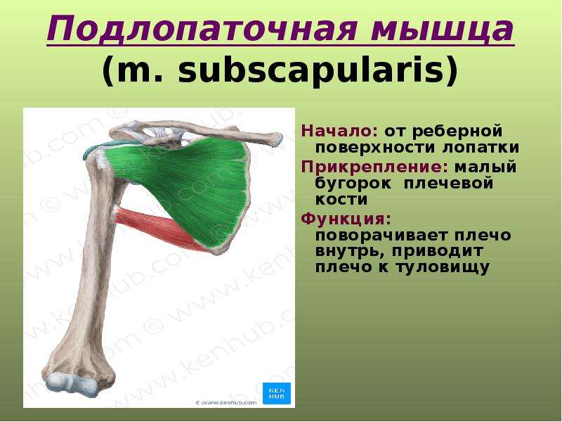 Подлопаточная мышца. Подлопаточная мышца начало прикрепление функции. Место прикрепления подлопаточной мышцы.