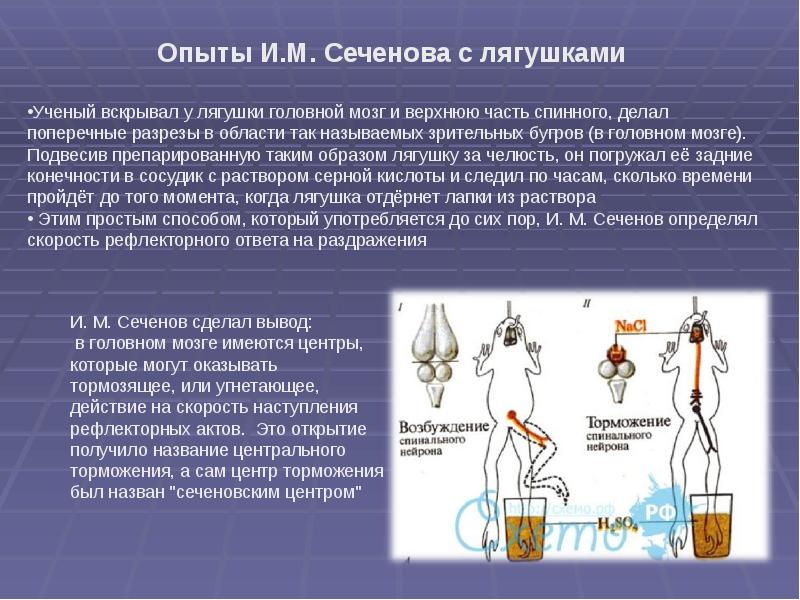 Презентация про сеченова