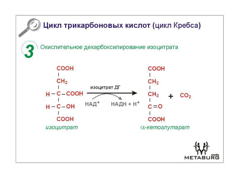 Цикл трикарбоновых кислот этапы. Цикл Кребса ЦТК. Цикл трикарбоновых кислот 1 реакция цитратсинтаза. Реакции декарбоксилирования в ЦТК. Реакция окислительного декарбоксилирования изолимонной кислоты.