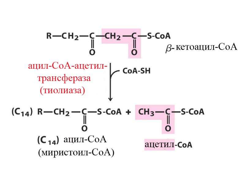 Ацетил сайт. Ацил КОА И ацетил КОА разница. Ацил и ацетил. Ацил и ацетил КОА разница. Ацил-КОА формула.