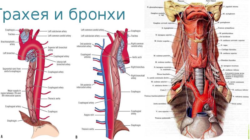 В пределах шеи пищевод вплотную прилежит к задней стенке трахеи