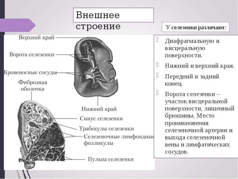 Селезенка расположение фото