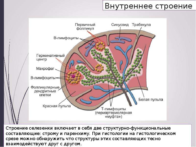 Селезенка гистология презентация