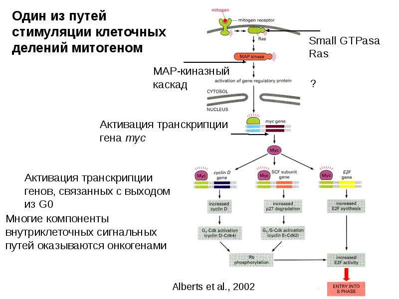 Схема жакоба и моно биохимические механизмы клеточной дифференцировки и онтогенеза