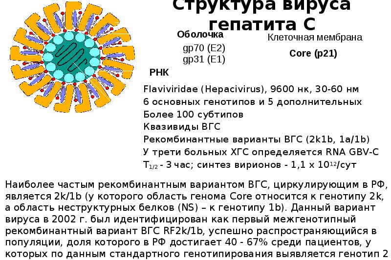 Сколько вирус гепатита. Вирус гепатита с (генотипирование) РНК 1a+1b. Строение вируса гепатита c. Вирус гепатита в. Структура вируса гепатита в.