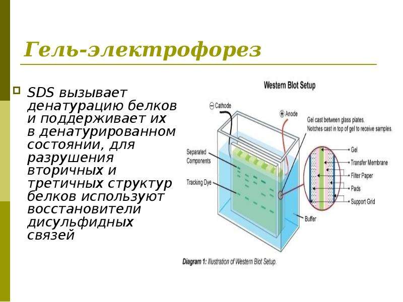 Вестерн блот анализ используется для определения в образце