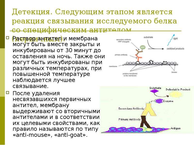 Детекция что это. Специфические взаимодействия связывания белка. Детекция движения. Детекция белков. Иммуноблот детекция.