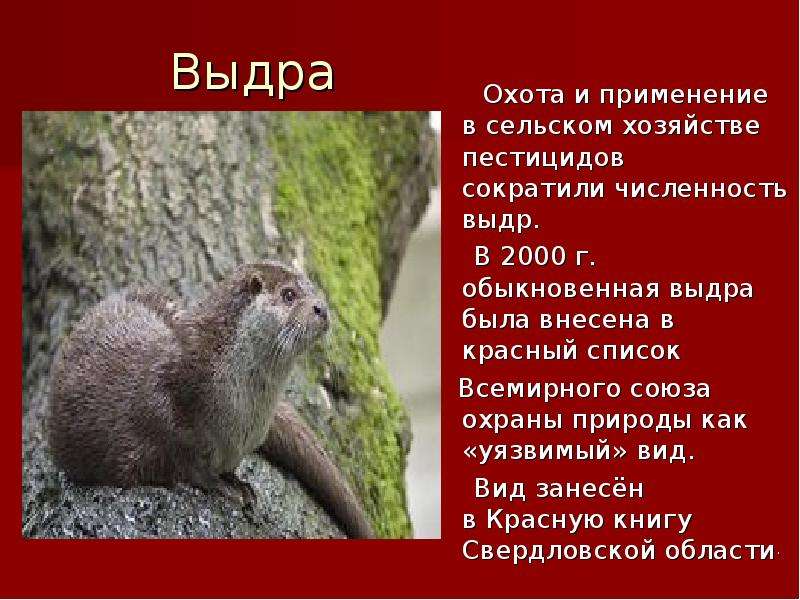 Презентация красная книга челябинской области животные и растения фото и названия