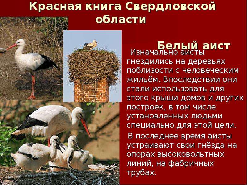 Красная книга свердловской области фото