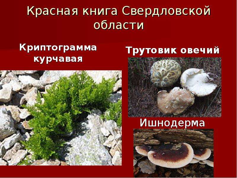 Красная книга свердловской области фото