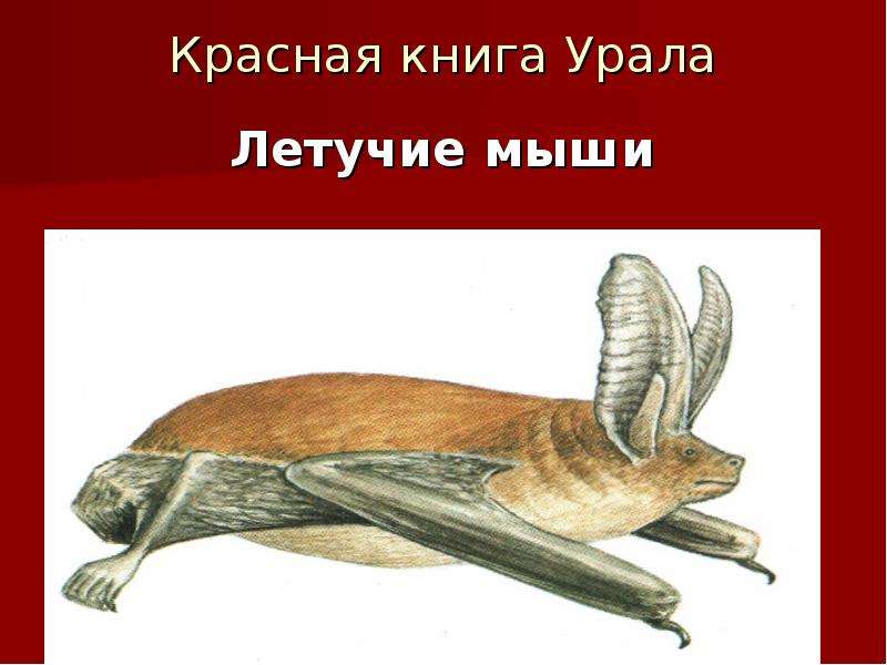 Красная книга южного урала проект