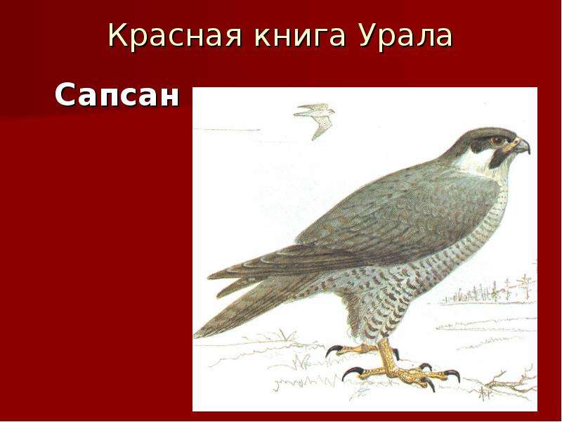 Презентация красная книга свердловской области животные