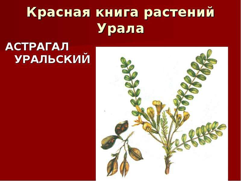 Растения красной книги свердловской. Астрагал Уральский красная книга. Красная книга Свердловской области астрагал. Черная книга растений Урала. Вероника Уральская растение красная книга.