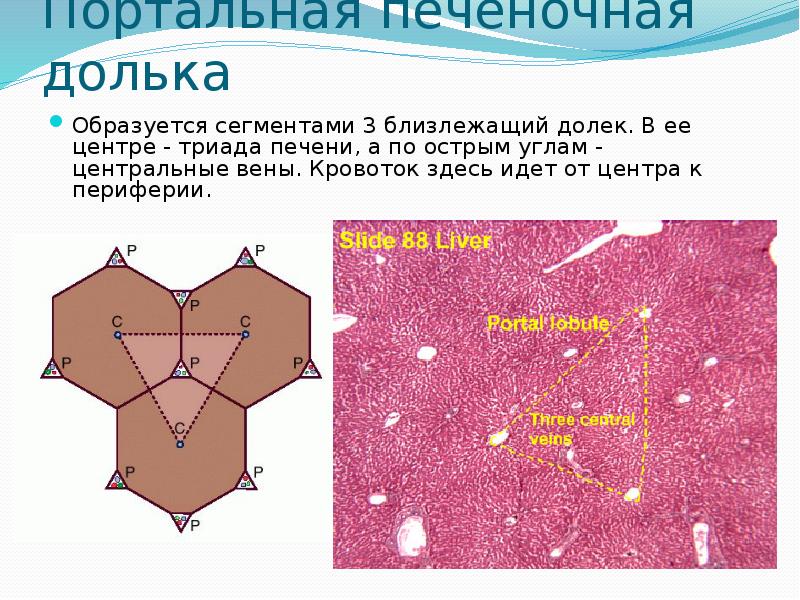   Портальная печеночная долька
Образуется сегментами 3 близлежащий долек. В ее центре - триада печени, а по острым углам - центральные вены. Кровоток здесь идет от центра к периферии.
