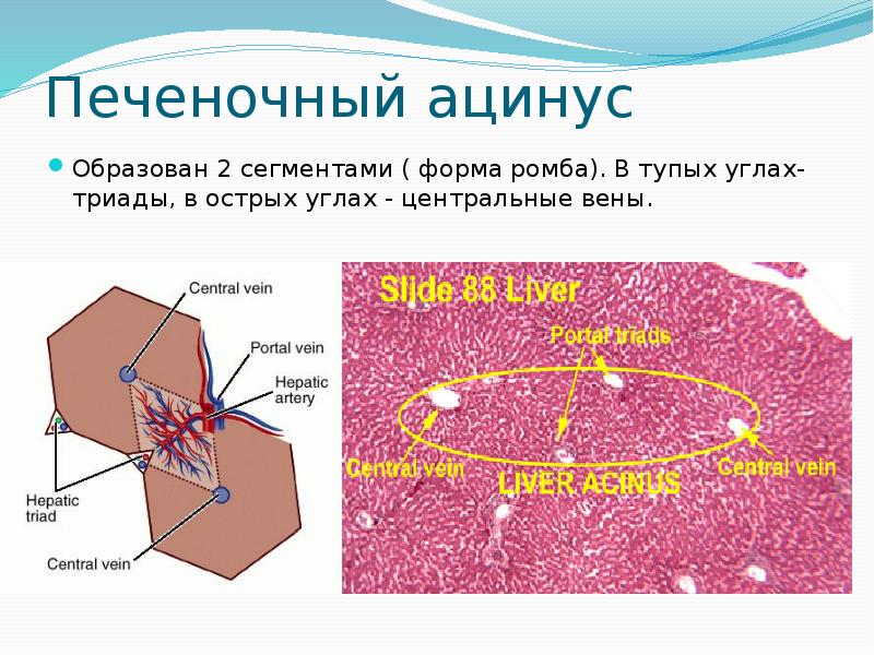   Печеночный ацинус
Образован 2 сегментами ( форма ромба). В тупых углах- триады, в острых углах - центральные вены.
