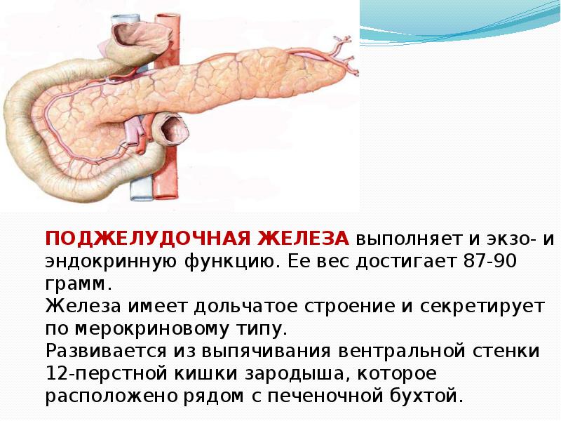 Печень. Поджелудочная железа. Гистология, слайд №19