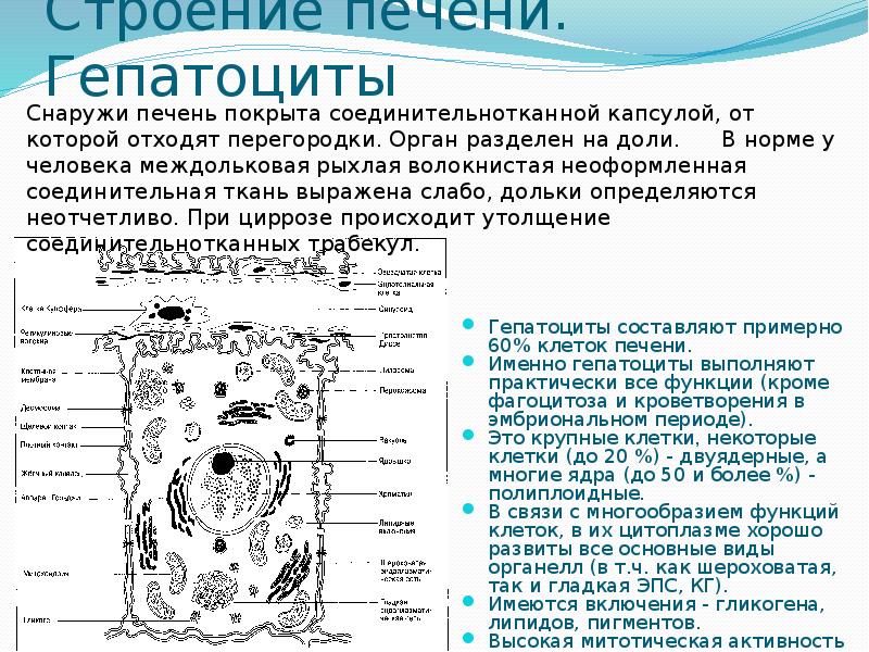 Процесс сопровождающийся накоплением в цитоплазме гепатоцитов