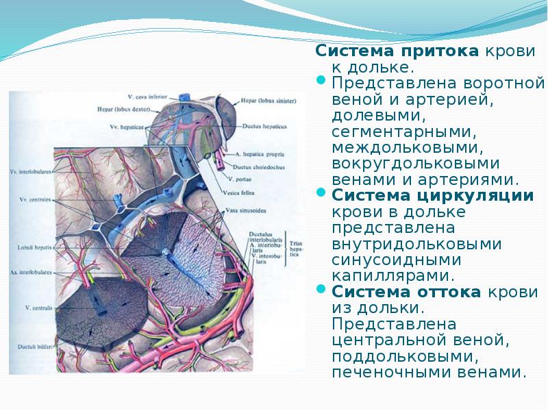   Система притока крови к дольке. 
Система притока крови к дольке. 
Представлена воротной веной и артерией, долевыми, сегментарными, междольковыми, вокругдольковыми венами и артериями.
Система циркуляции крови в дольке представлена внутридольковыми синусоидными капиллярами.
Система оттока крови из дольки. Представлена центральной веной, поддольковыми, печеночными венами.
