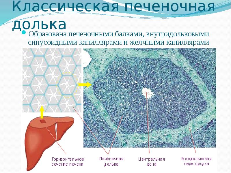   Классическая печеночная долька
Образована печеночными балками, внутридольковыми синусоидными капиллярами и желчными капиллярами
