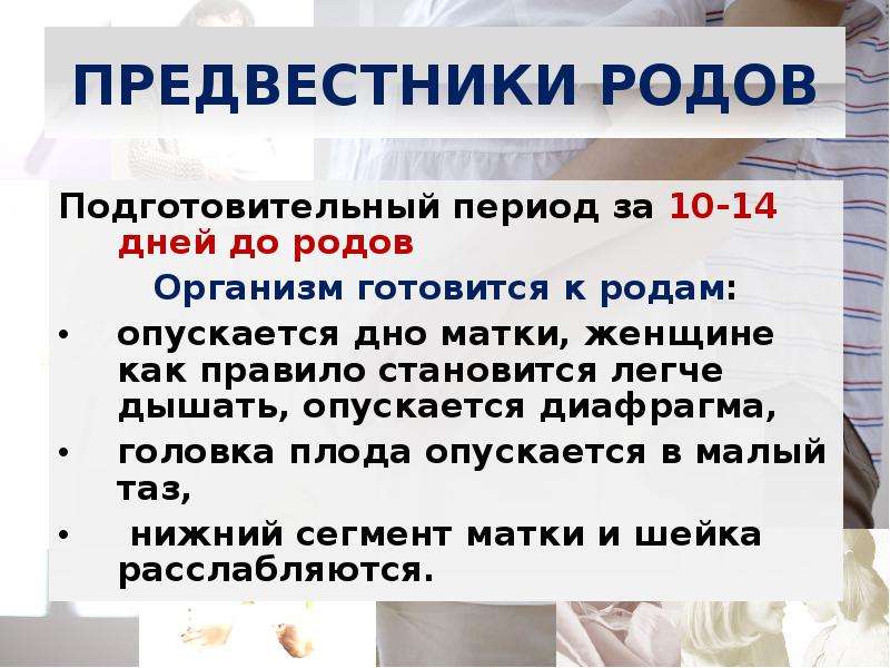 Организм род. Подготовительный период родов. Подготовительный и прелиминарный периоды.