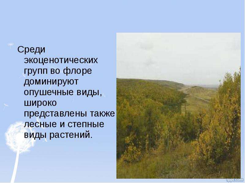 Широко представлен. Хвалынский национальный парк презентация. Хвалынский национальный парк сообщение. Хвалынский заповедник презентация. Презентация о Хвалынском заповеднике.