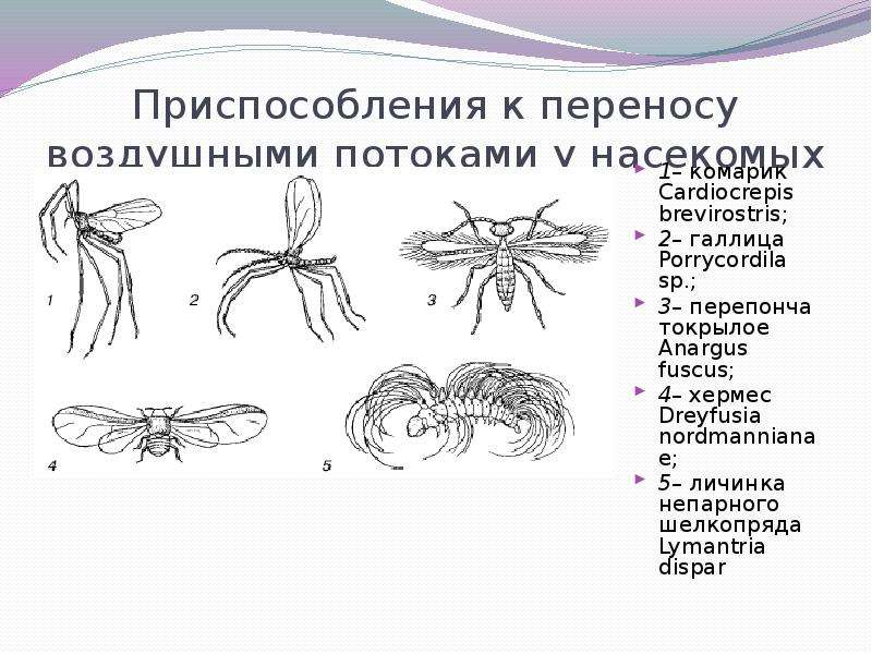 Воздушный перенос. Приспособления к переносу воздушными потоками у насекомых:. Хвостовые нити у насекомых. Нервная система перепончатокрылых. Приспособления к энтомофилии.