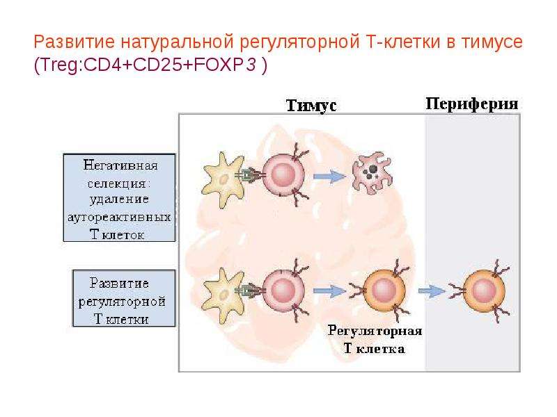 17 взаимодействие клеток в иммунном ответе трехклеточная схема кооперации