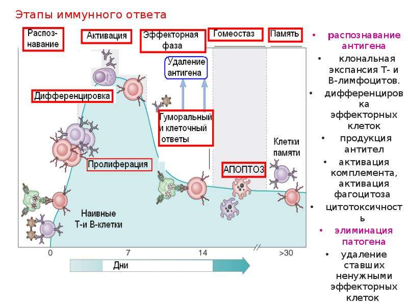 Основные стадии иммунного ответа