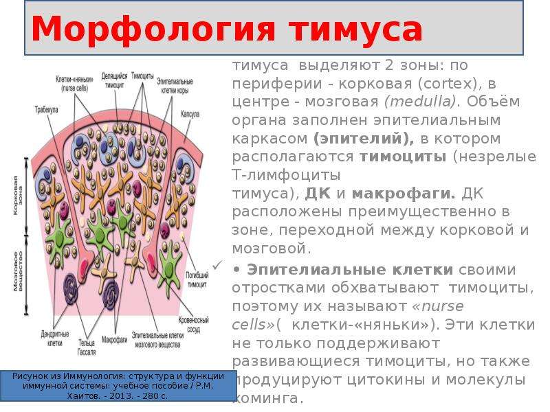 Морфология вещество