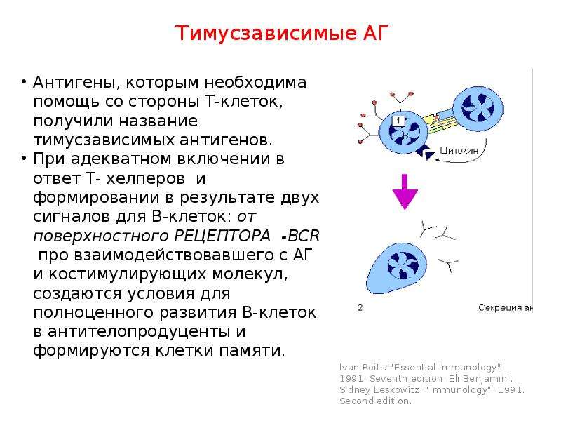 Схема кооперации клеток при формировании гуморального иммунного ответа