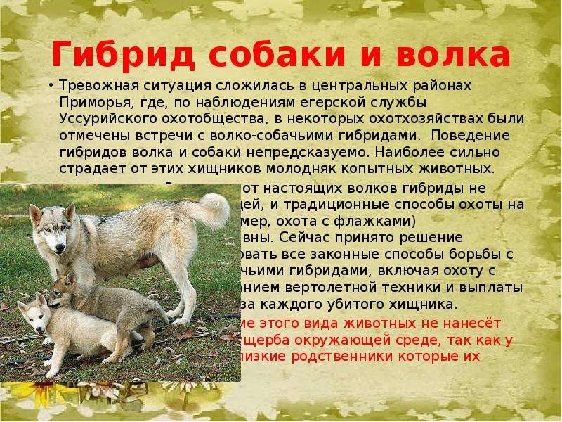 Гибрид собаки и волка Тревожная ситуация сложилась в центральных районах Приморья, где, по наблюдени
