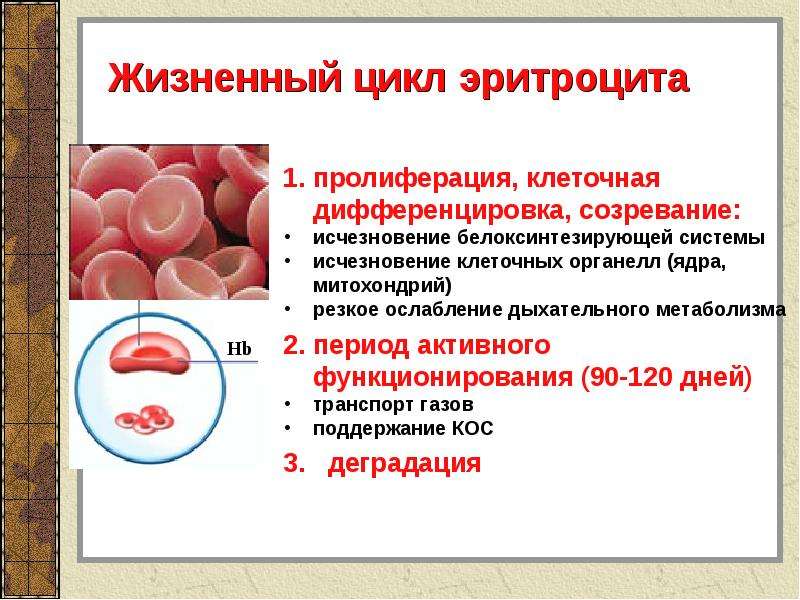 Ферменты секретируемые в кровь. Строение эритроцитов. Жизненный цикл эритроцитов. Диаметр эритроцита в норме.