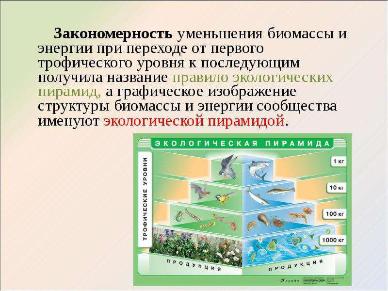 Сколько процентов энергии доходит до второго трофического уровня на приведенной схеме