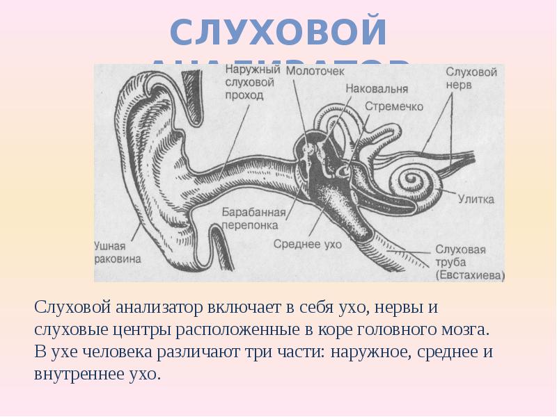 Значение анализатора слуха