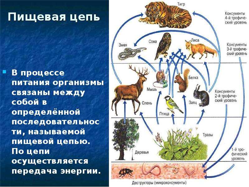 Каким образом организмы связаны между собой. Пищевая цепочка экология. Пищевая цепь это в экологии. Передача энергии по цепям питания. Пищевая цепочка человека.