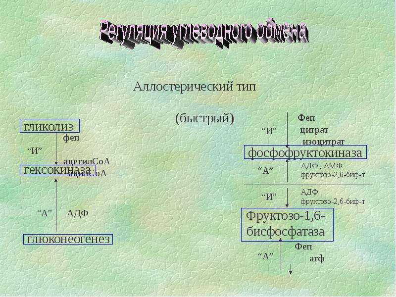 Схема регуляции гликолиза и глюконеогенеза