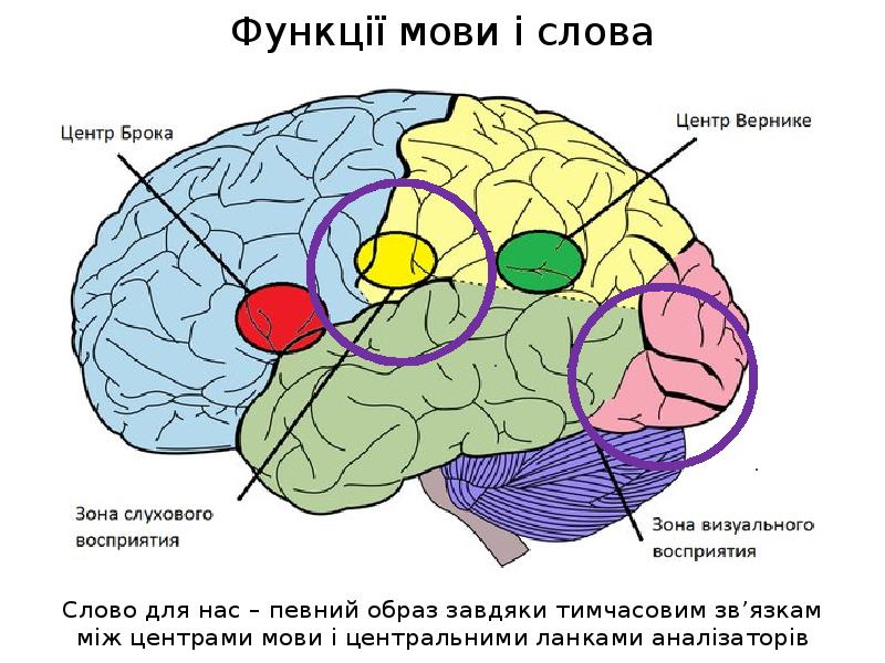 Зона брока и вернике