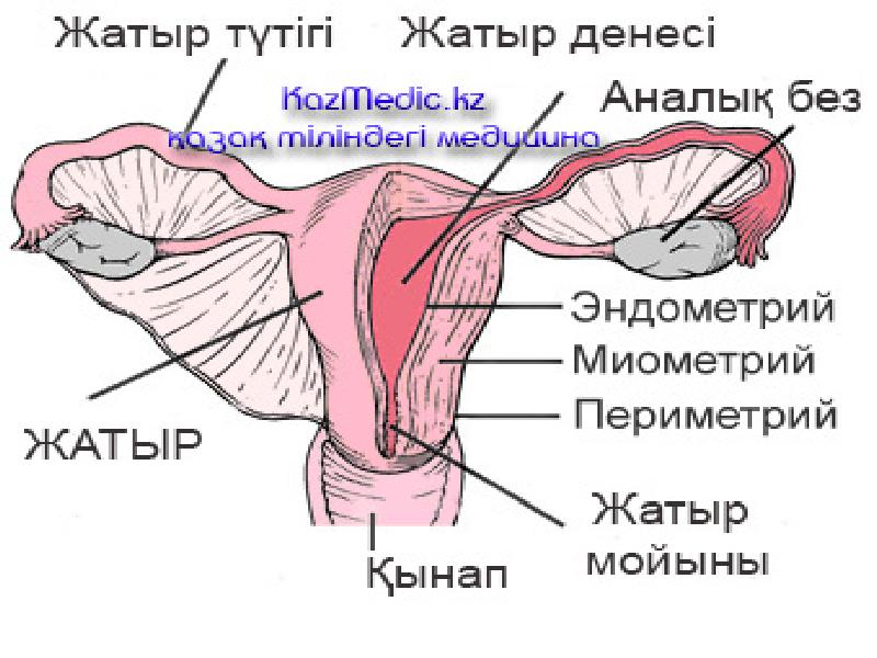 Жатыр миомасы презентация