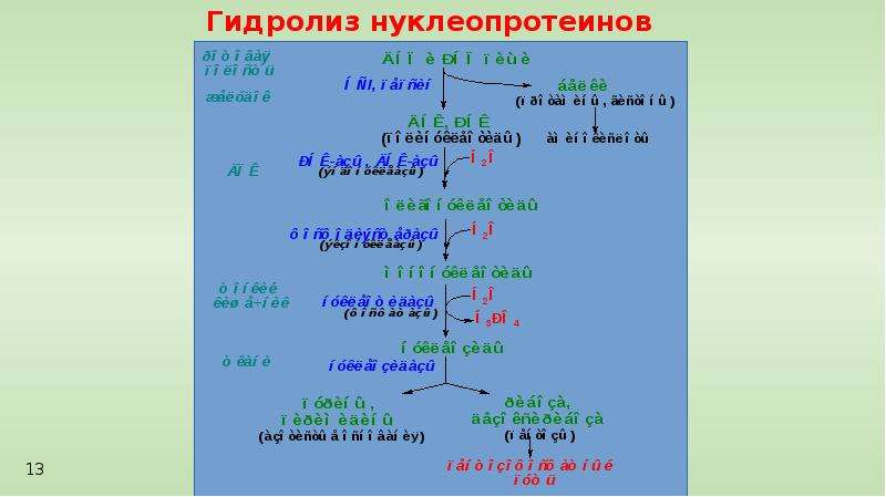 Схема гидролиза нуклеопротеинов биохимия