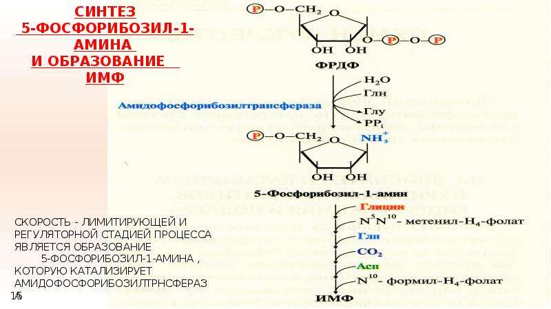 Синтез 5. 5-Фосфорибозил-1-Амина. Синтез ИМФ схема. Образования фосфорибозил-1--Амина.. Образование амф из ИМФ.