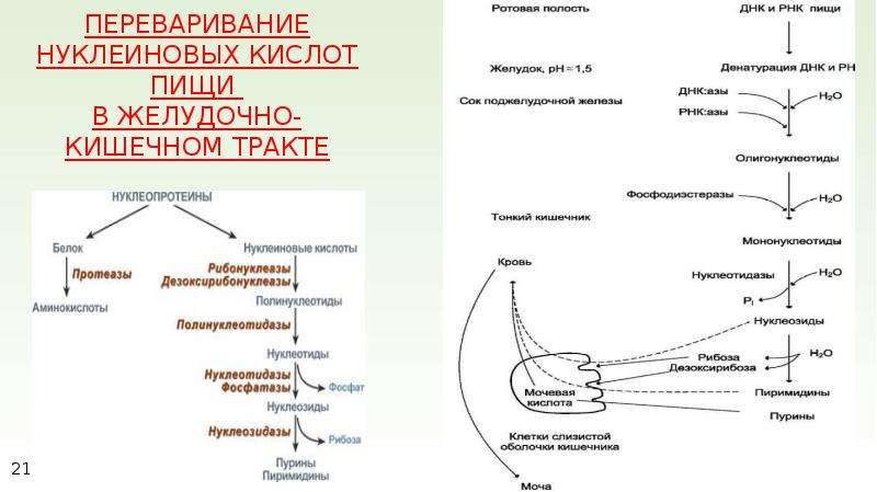 Схема переваривания нуклеопротеинов в желудочно кишечном тракте