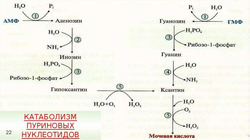 Расщепление нуклеотидов. Урацил + рибозо-1-фосфат. Катаболизм гуанозина. Катаболизм пуриновых нуклеотидов. Рибозофосфат.