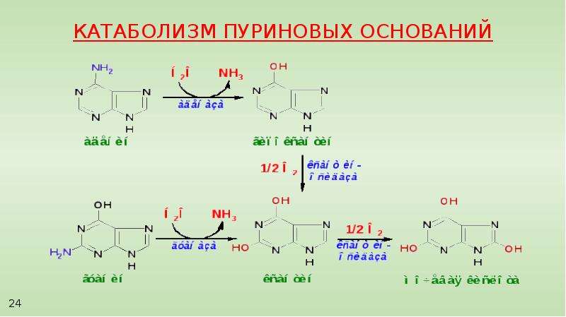 Обмен нуклеотидов презентация