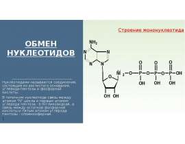 Обмен нуклеотидов. Строение мононуклеотида